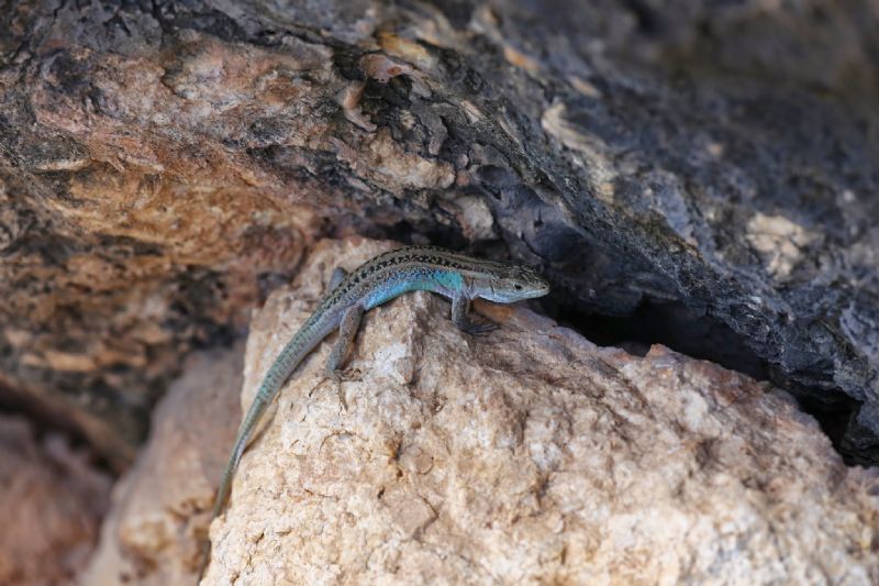 Lacerta sicula caerulea? No, Podarcis peloponnesiacus, maschio